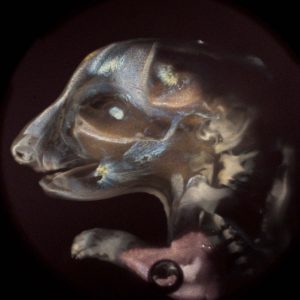 FLIM image of a rat embryo